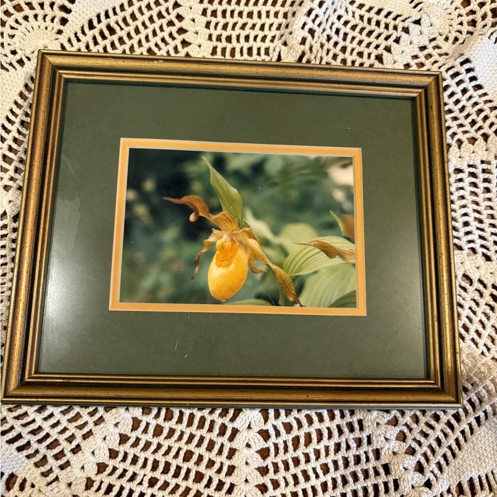 Yellow Lady's Slipper orchid (Cypripedium parviflorum) framed photograph